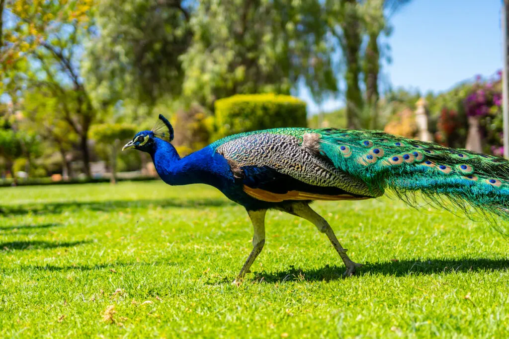 peacock walking in the park