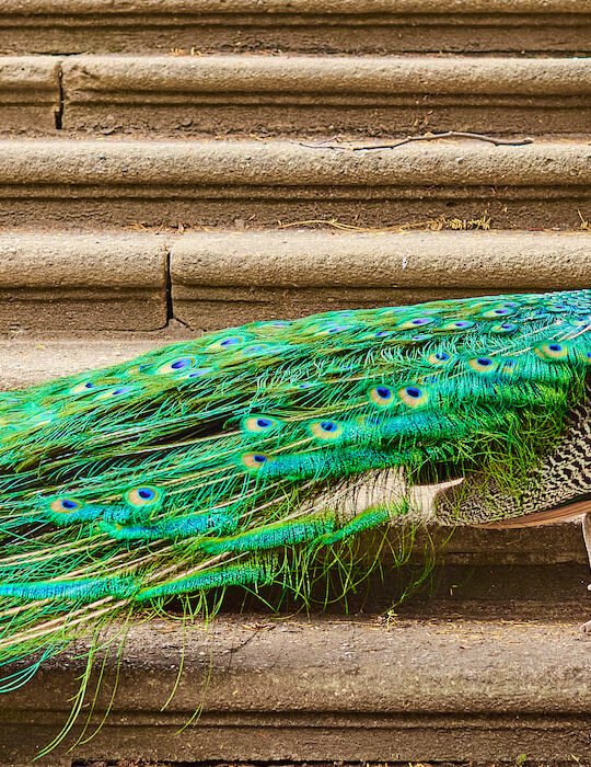 peacock-with-a-long-green-tail-standing-on-the-stairs