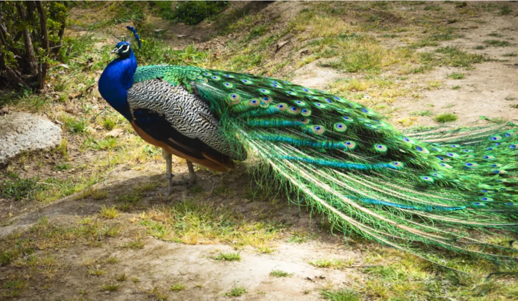 peacock with feathers down