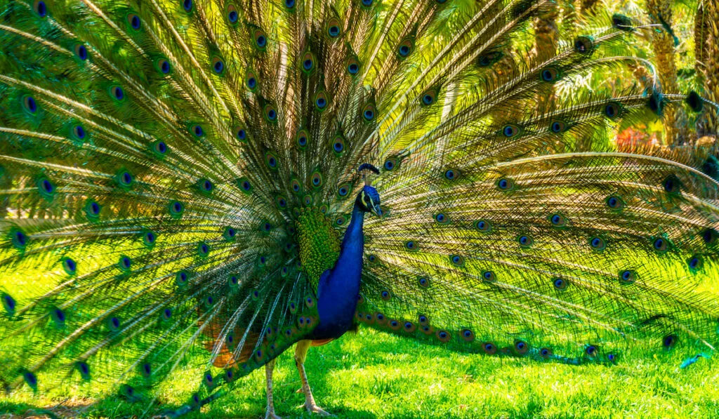 peacock with its beautiful open tail