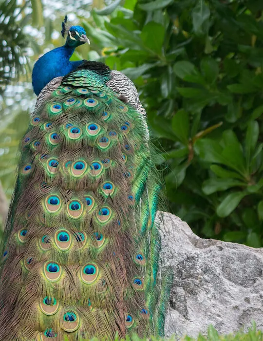 peacock-with-its-long-beautiful-tail
