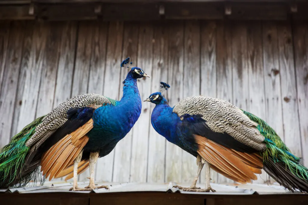 peacocks on the farm 