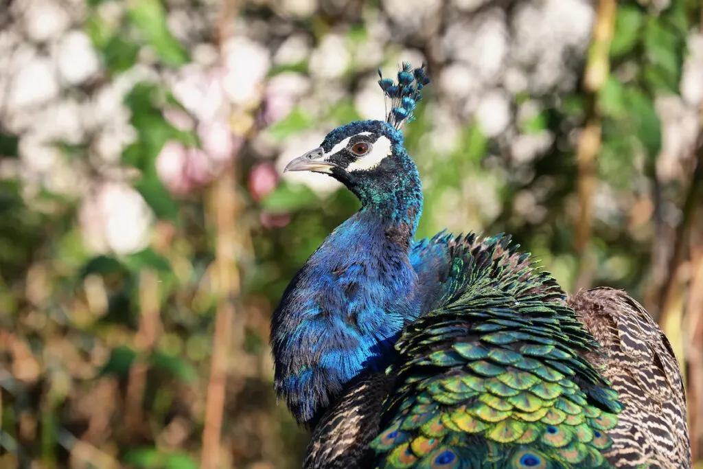 portrait of a peacock