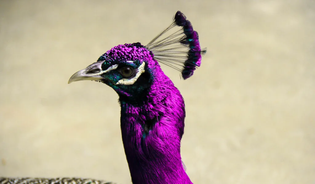 purple peafowl purple crown shape