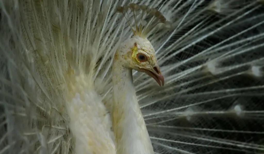 rare peach pied peacock 