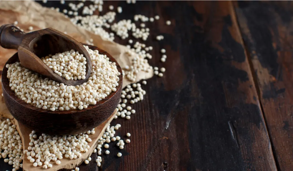 raw white sorghum grain on wooden spoon and bowl