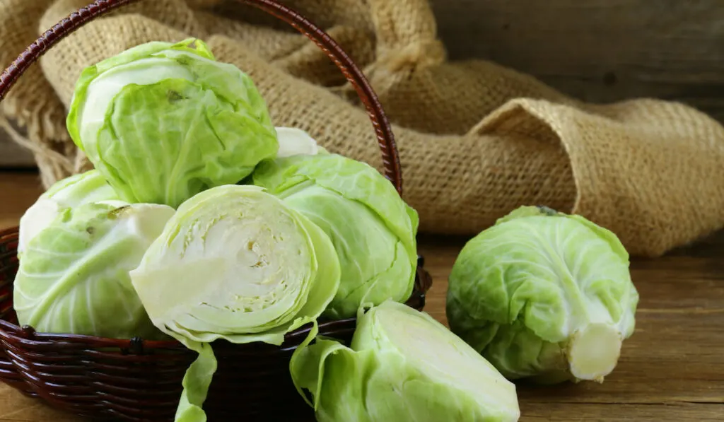 white cabbage on a dark brown basket on the table