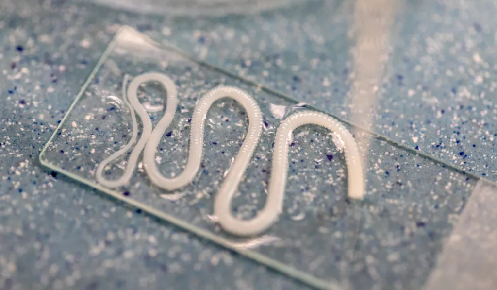 tapeworm in microscope slide for experiment