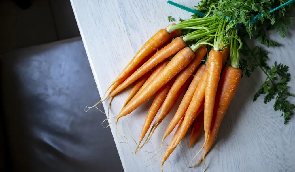 top view of fresh carrot tops on the table 