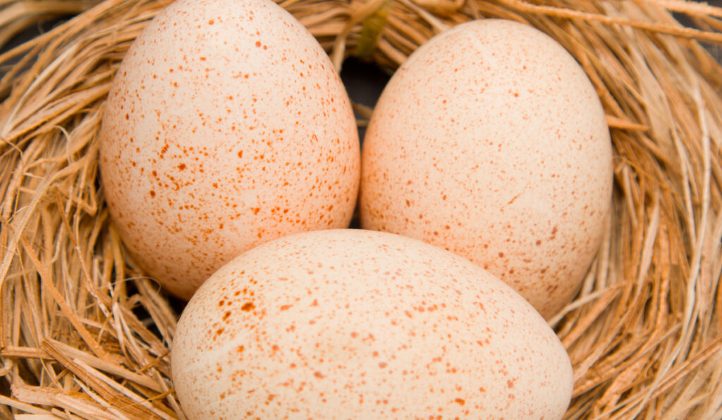 turkey eggs on a wooden background