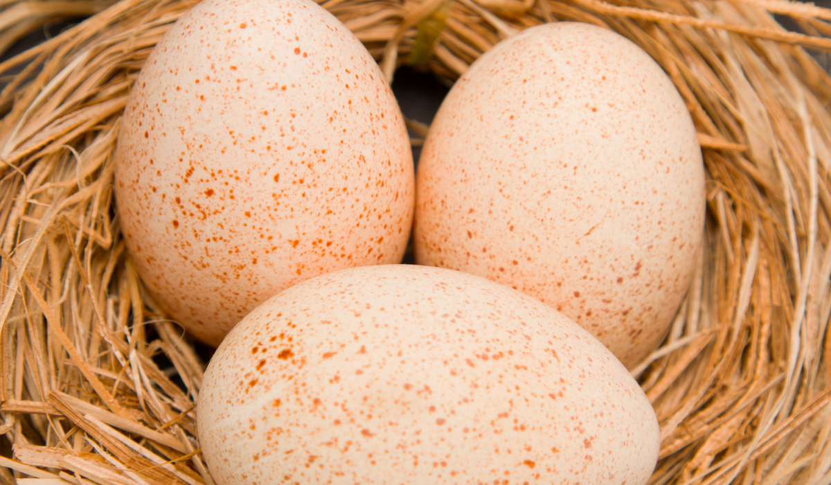 5 Best Turkey Breeds for Eggs The Hip Chick
