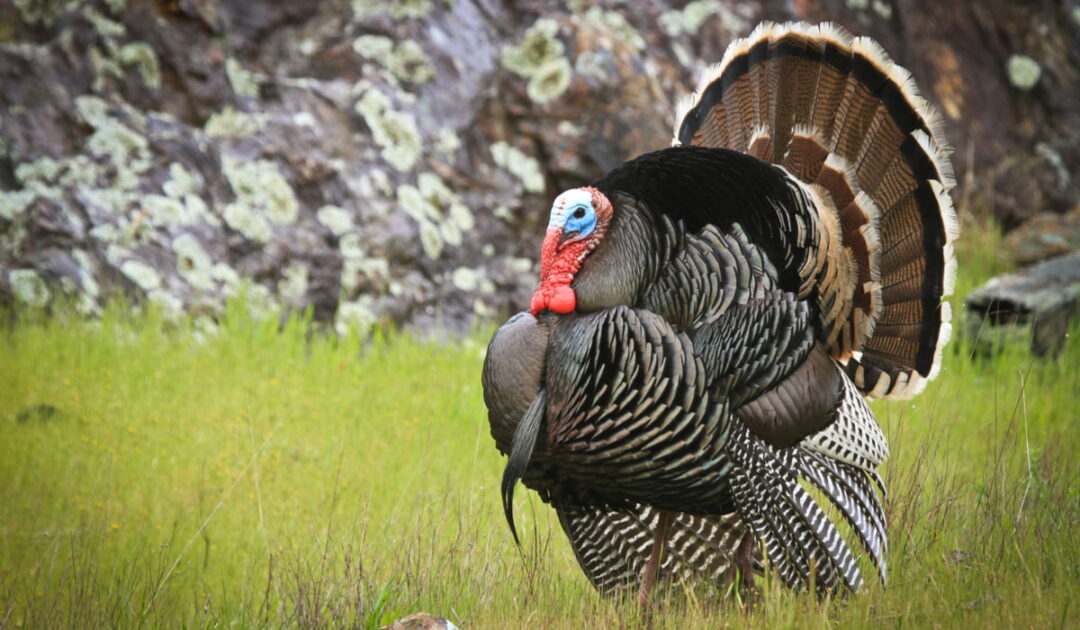 5 Most Expensive Turkey Breeds The Hip Chick