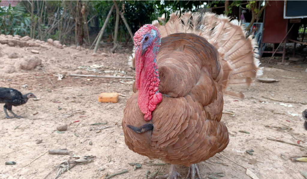 turkeys reddish-brown fur, with red on the neck