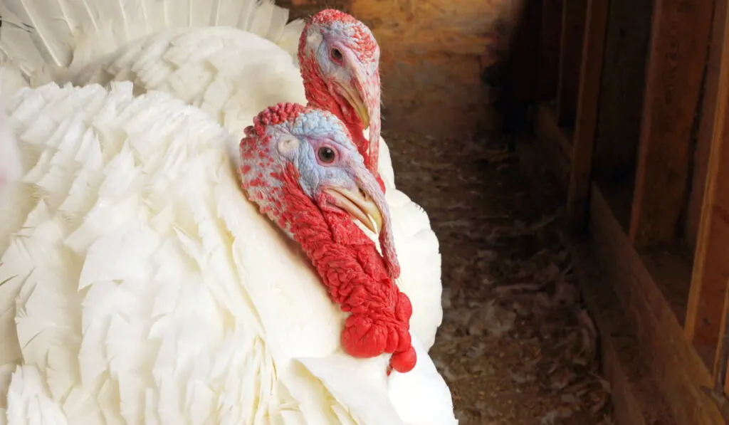 two Beltsville Small White Turkeys in the barn