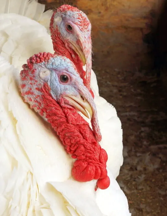two Beltsville Small White Turkeys in the barn