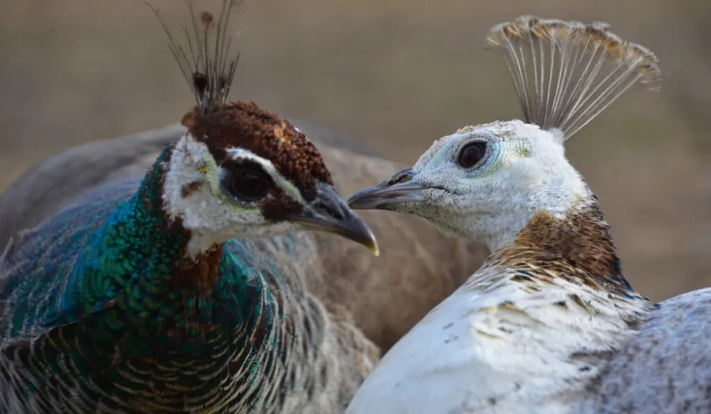 two beauiful peafowl 