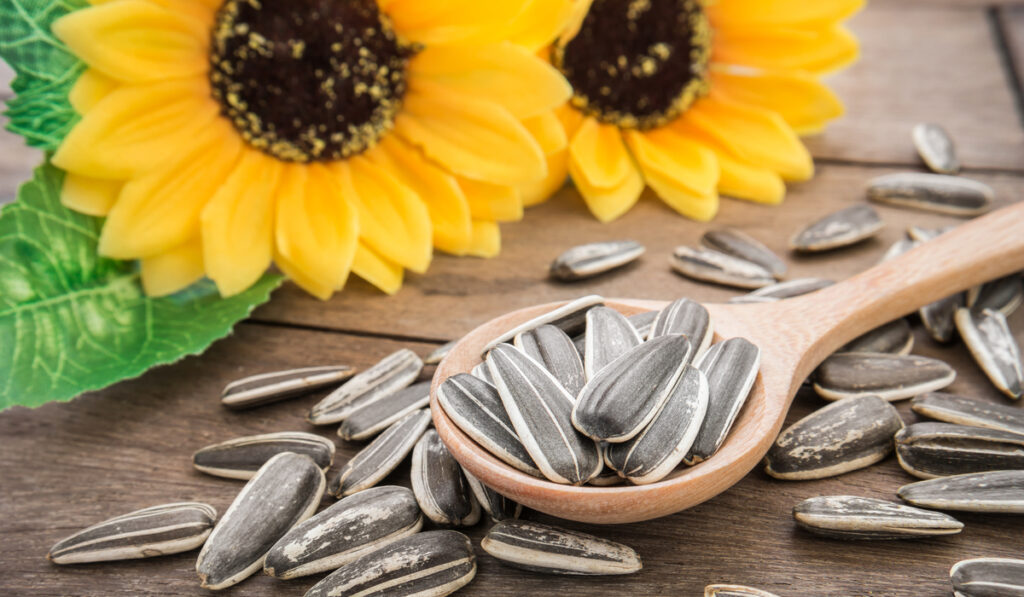 two sunflowers and sunflower seeds on wooden spoon 