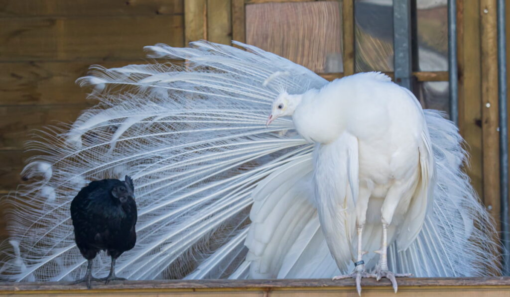 white peacock looking to a black chicken beside it