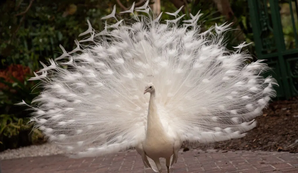 white peacock