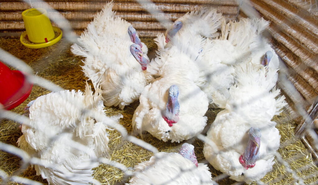 white turkeys in the barn 