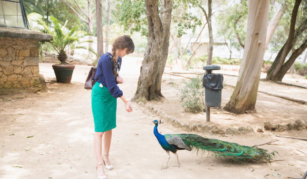woman feeding a peacock in the park