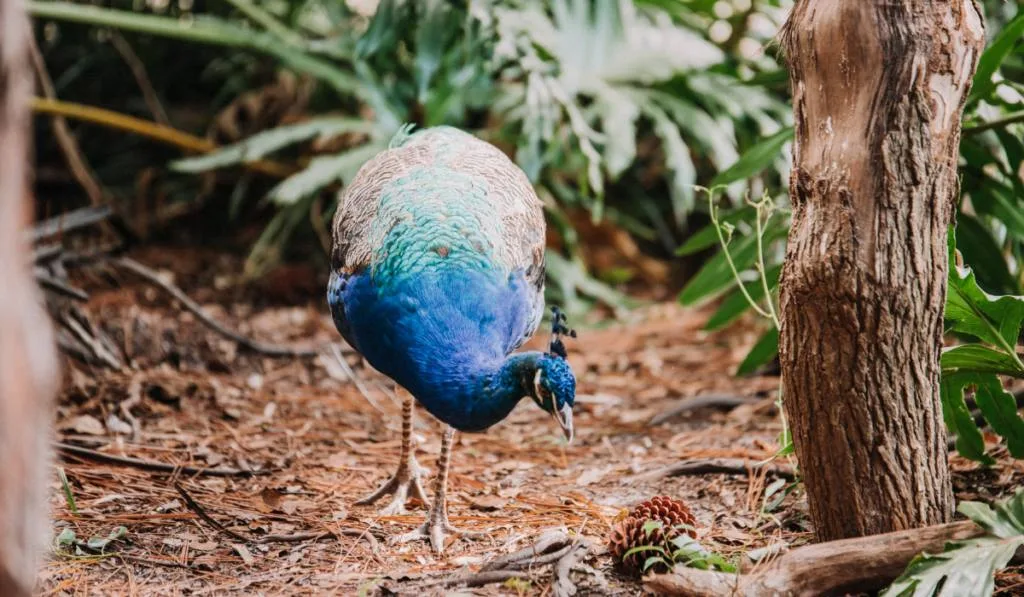 peacock on natural habitat