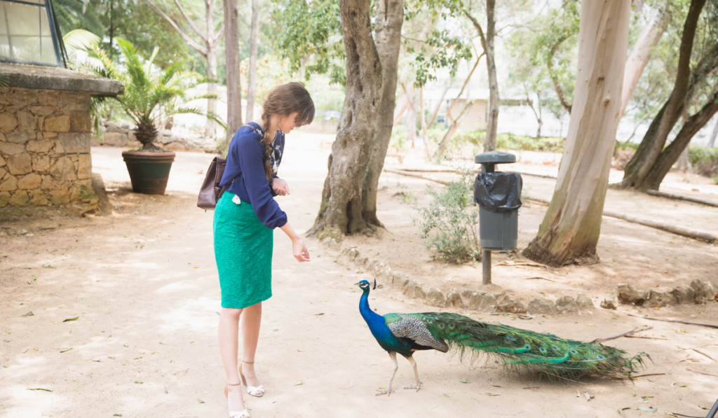 woman feeding a peacock