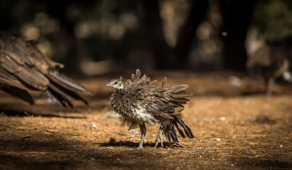 Baby peacock in the brown plakka forest