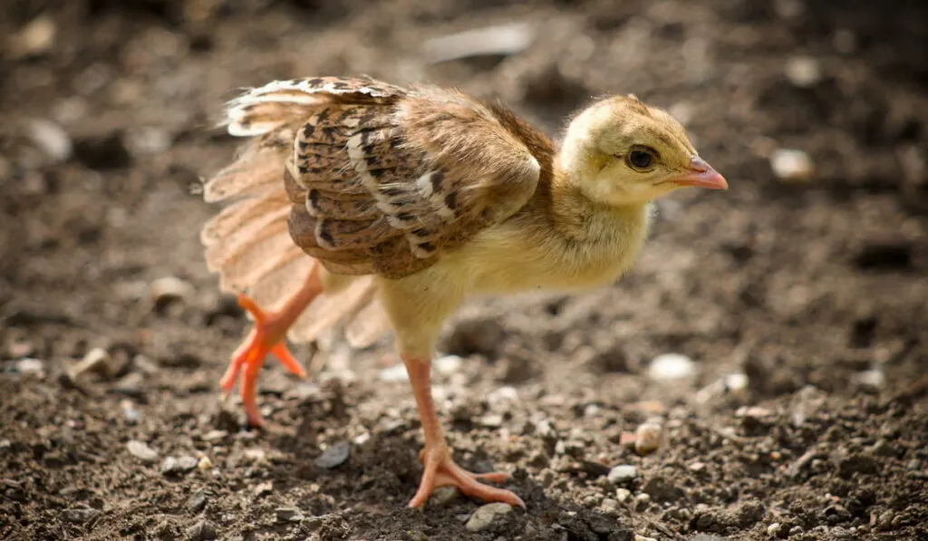 Baby peacock 