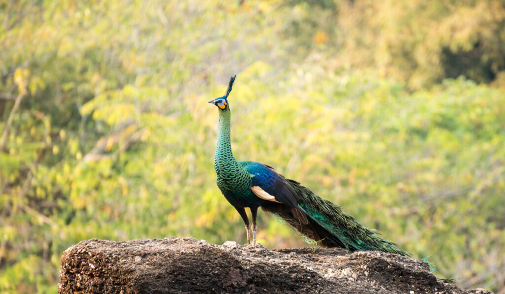 Beautiful Green peafowl in nature