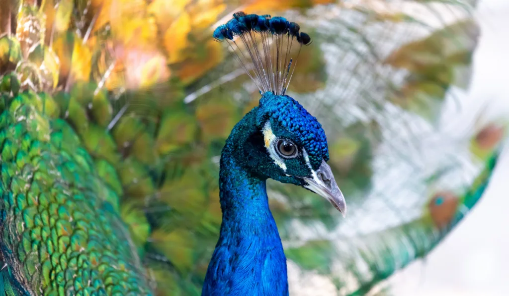 close up photo of peacock