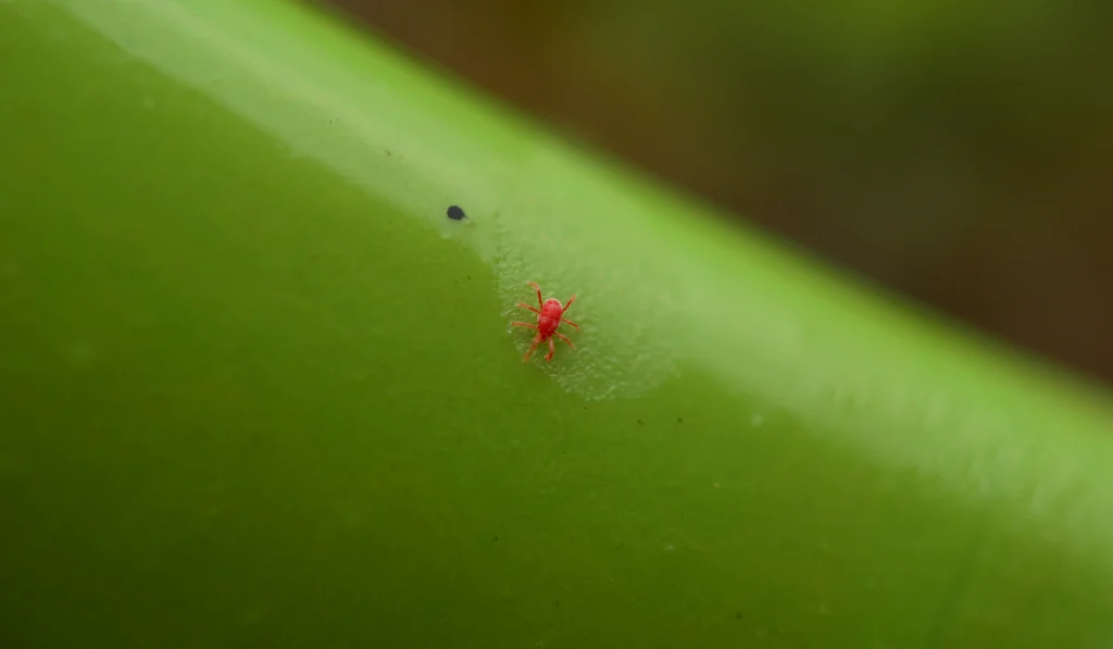 Chigger in macro