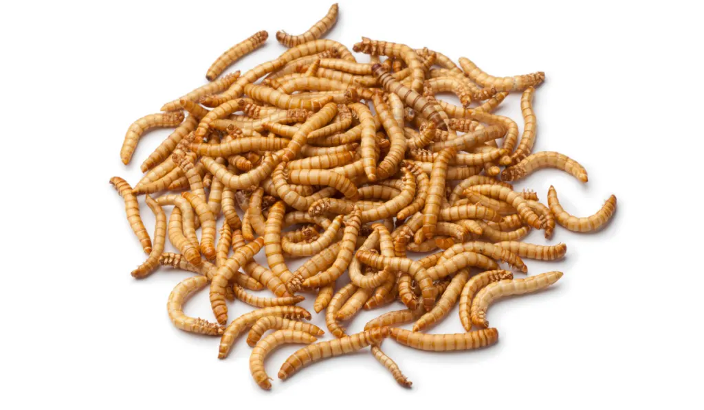 Dried mealworm larva