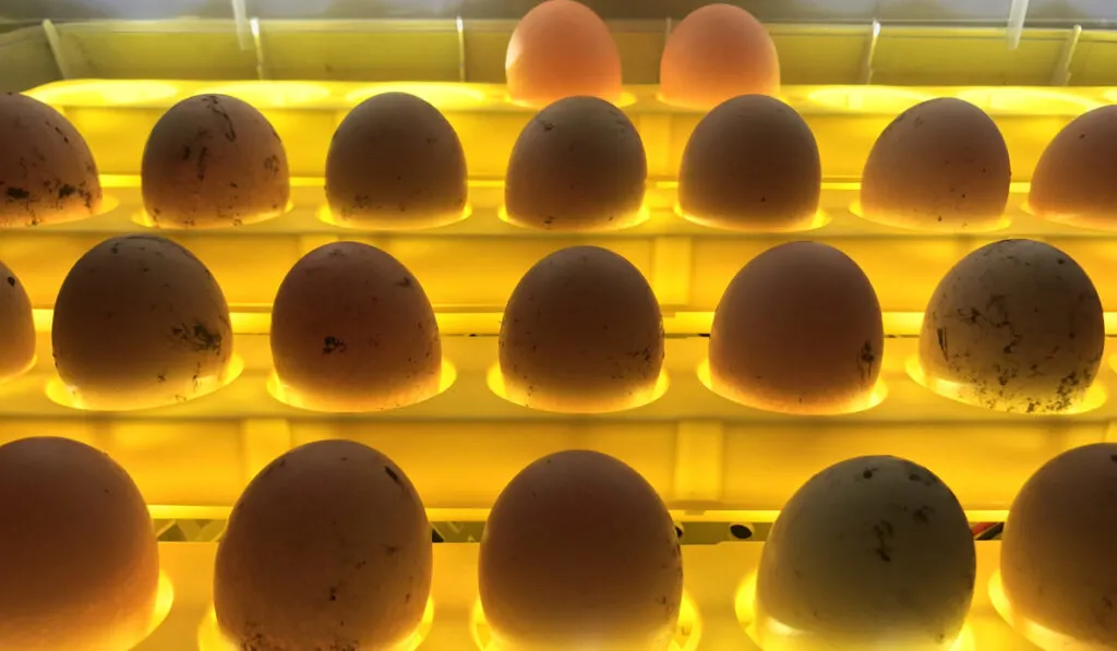 Eggs in incubation process 