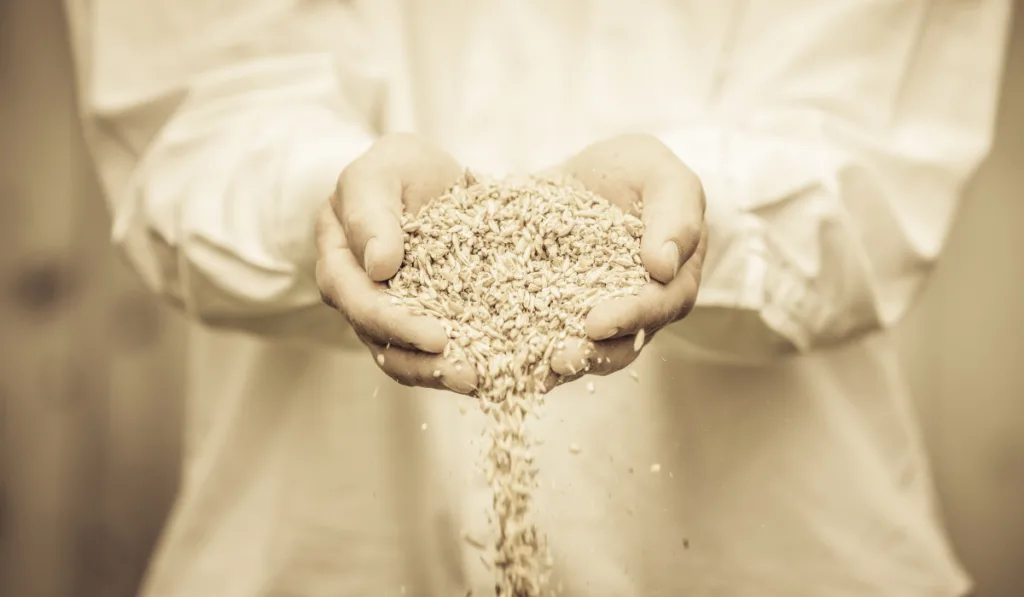 Farmer Showing Animal Dry Food