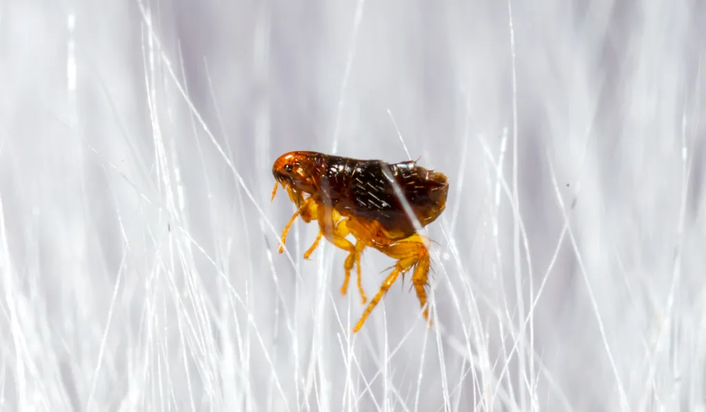 Flea in animal fur close up