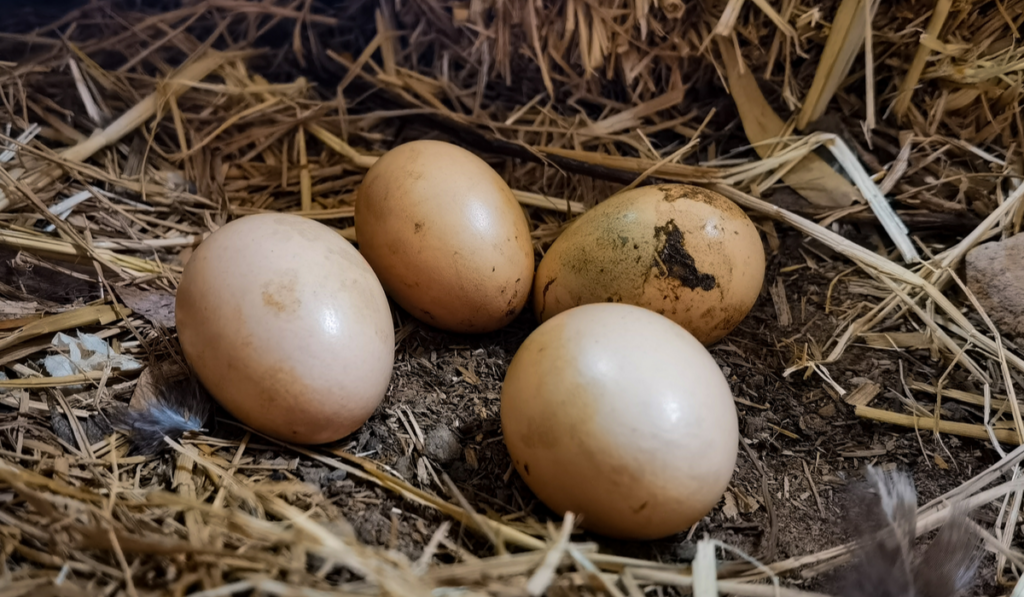 Four eggs laid on the ground surrounded by straw