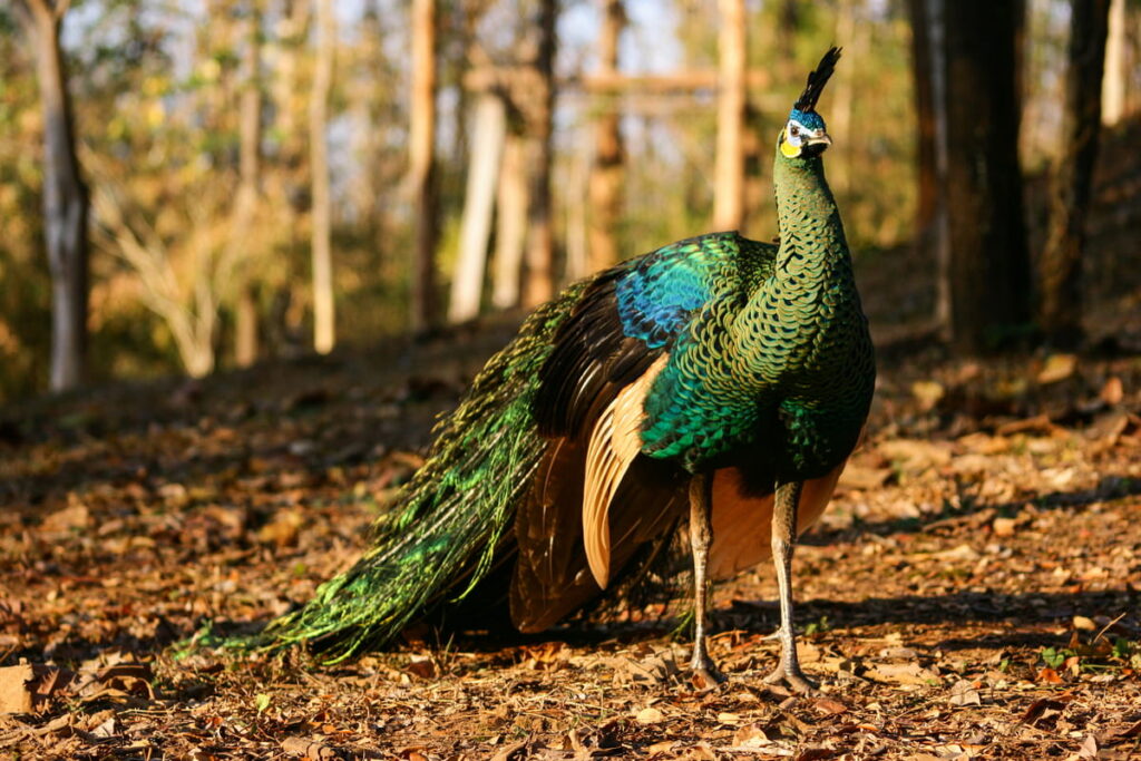 green peafowl in the forest