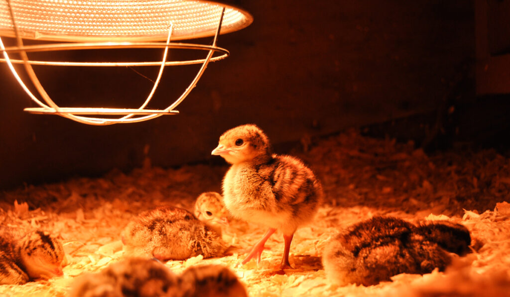 Group of freshly hatched peachicks