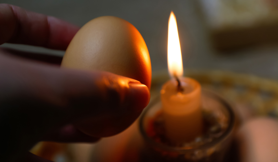 Can You Candle Peacock Eggs? The Hip Chick