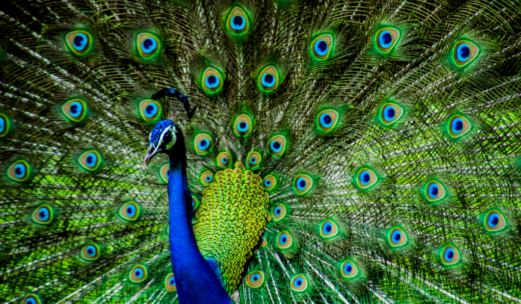 Indian male peacock