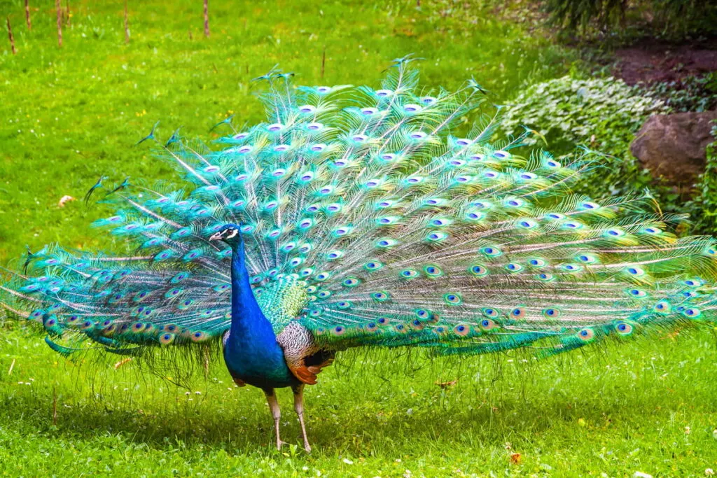 Indian Peafowl