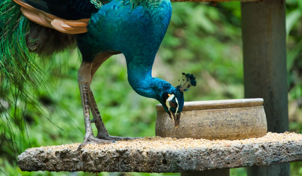 Male peacock eating the rice