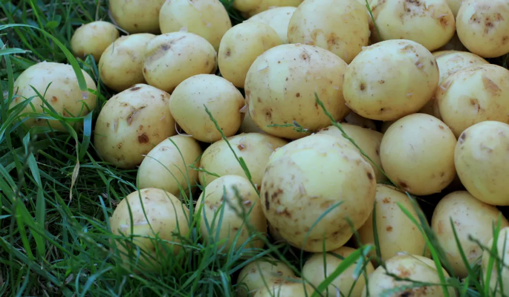 Organic potatoes on the grass. Heap of potatos root.