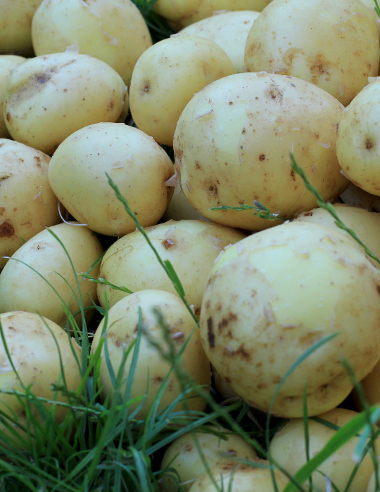 Organic-potatoes-on-the-grass.-Heap-of-potatoes-root
