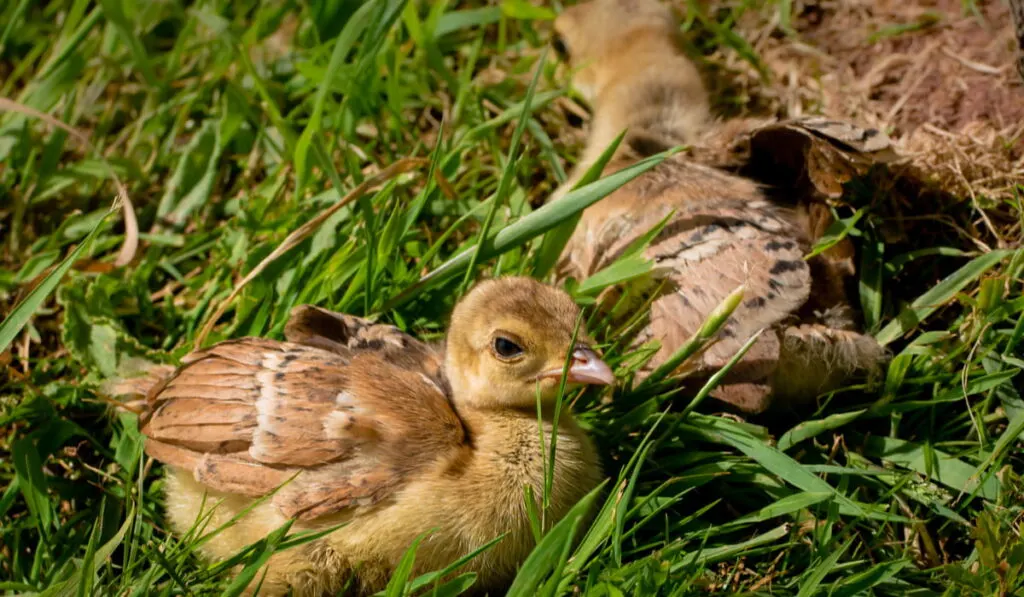 peacock chicks