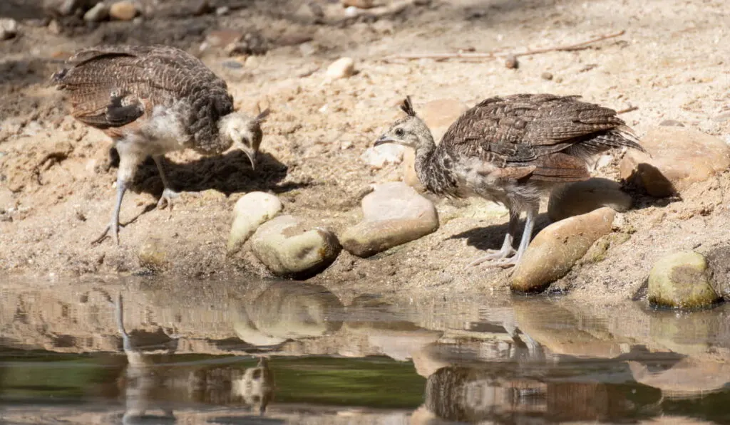 Peacock and his chickens drinking water in a river 