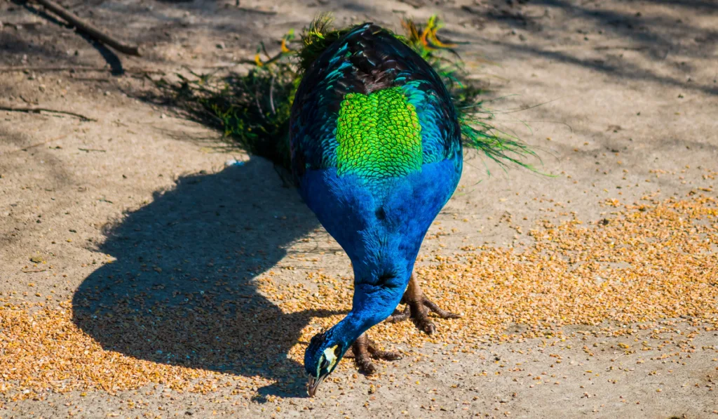 Peacock eating corn from the ground