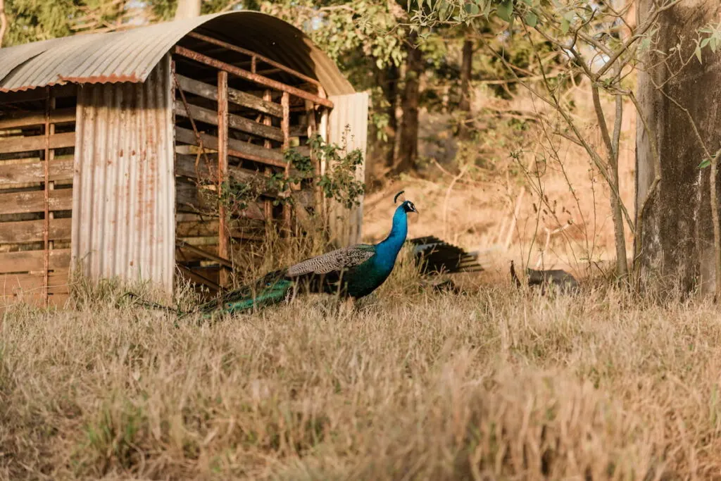 peacock roaming in the farm