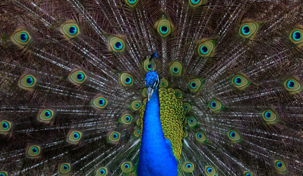 Peacock shows its colorful plumage